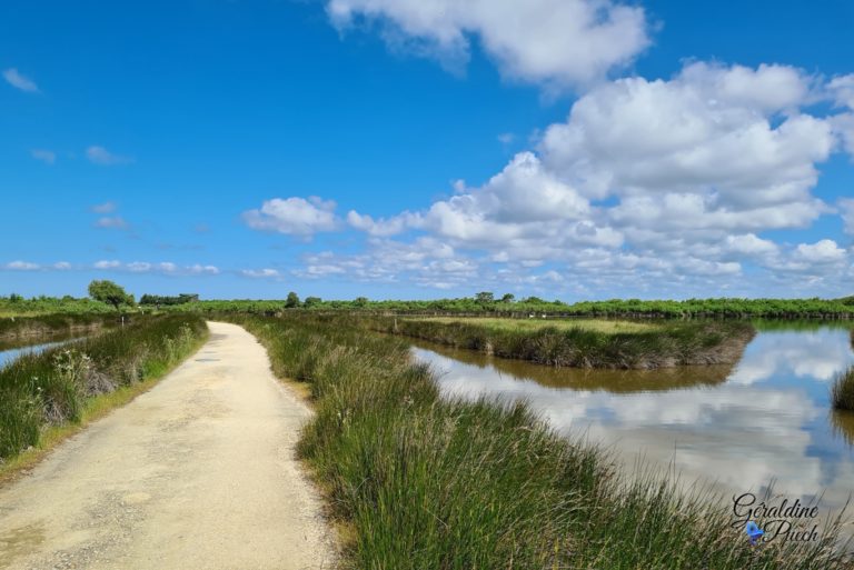 Chemin-entre-etang-Parc-du-Teich