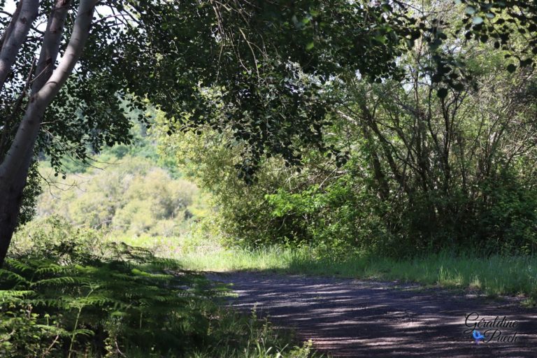 Chemin-ombragé-Lac-dArjuzanx