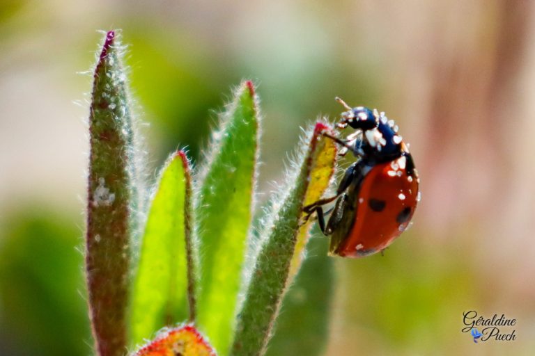 Coccinelle-Lac-dArjuzanx