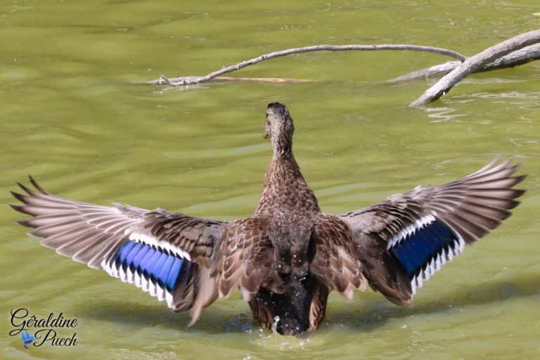 Colvert femelle ailes Parc ornithologique de Pont de Gau