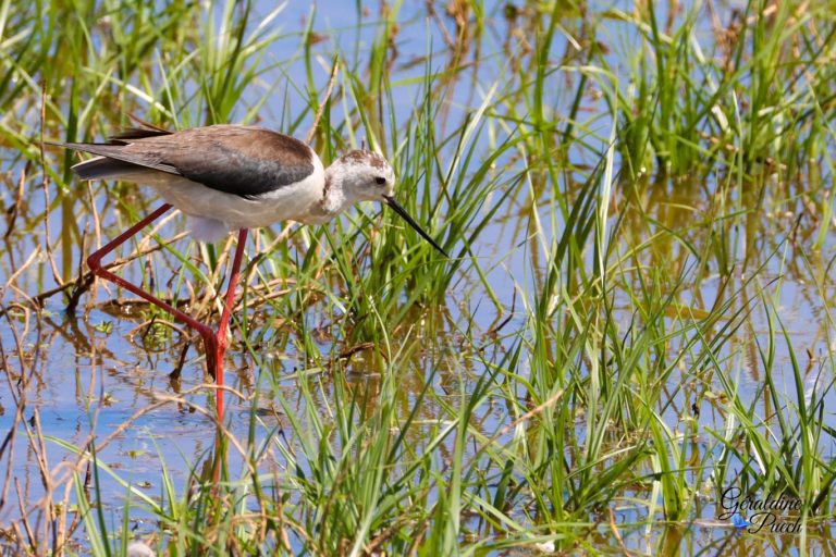 Echasse-blanche-Parc-du-Teich-et-sentier-du-littoral