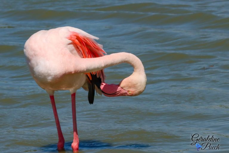 Flamant rose coiffe plumes Parc ornithologique de Pont de Gau