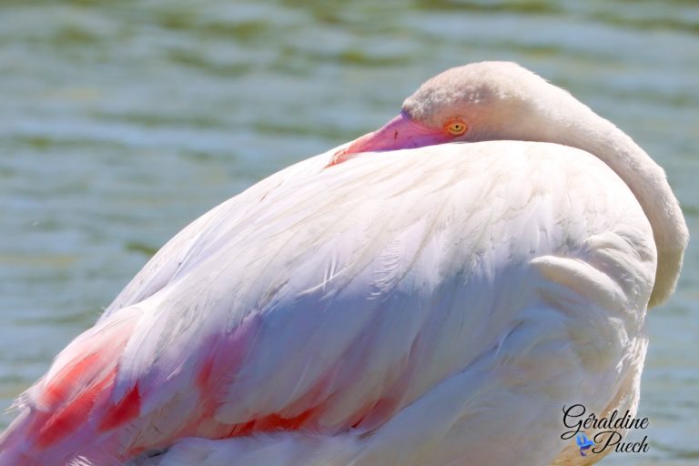 Flamant rose dodo Parc ornithologique de Pont de Gau