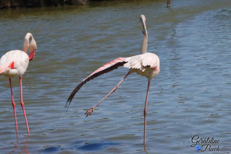 Flamant rose étire Parc ornithologique de Pont de Gau