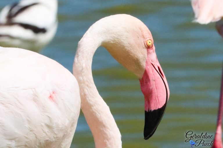 Flamant rose gros plan Parc ornithologique de Pont de Gau