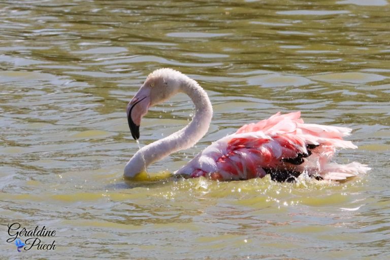 Flamant rose lavage Parc ornithologique de Pont de Gau