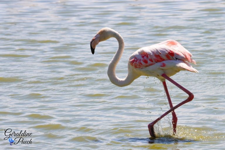 Flamant rose marche Parc ornithologique de Pont de Gau