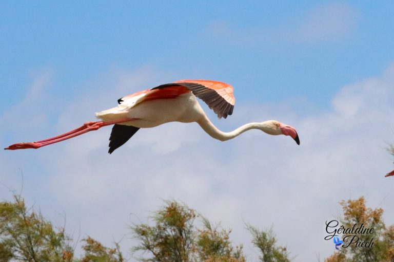 Flamant rose vol Parc ornithologique de Pont de Gau