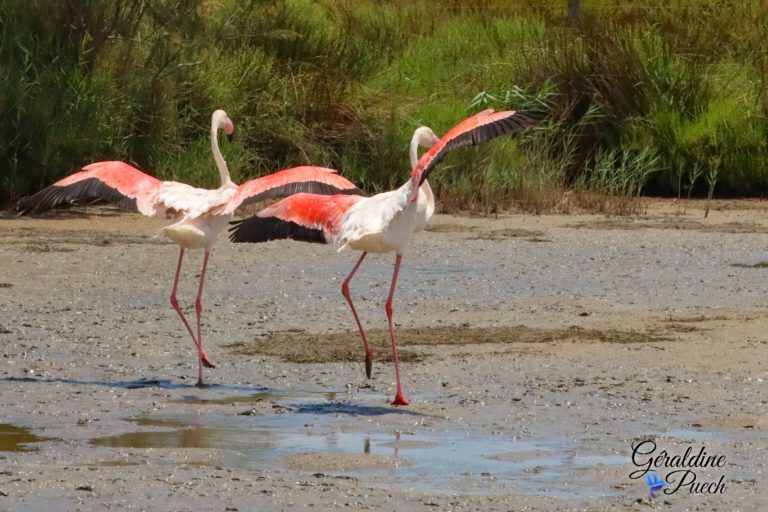 Flamants roses atterissage Parc ornithologique de Pont de Gau