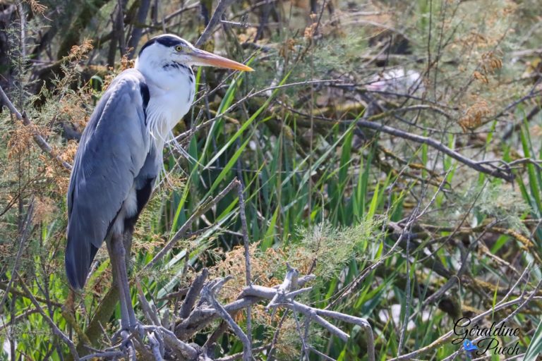 Héron cendré chasse ornithologique de Pont de Gau