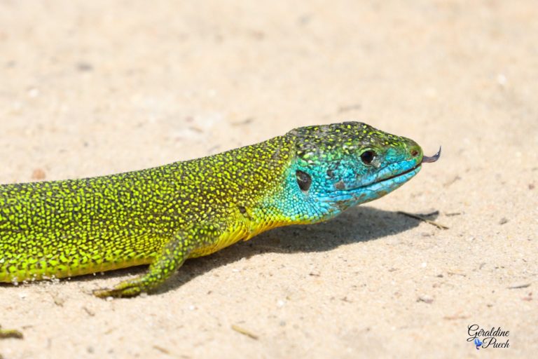 Lézard-vert-Prés-Salés-Arès