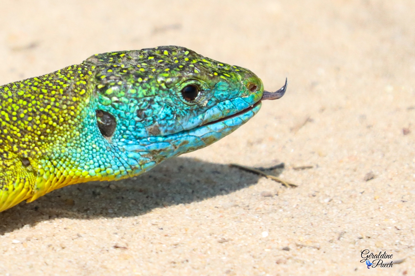 Lézard-vert-tête-Prés-Salés-Arès