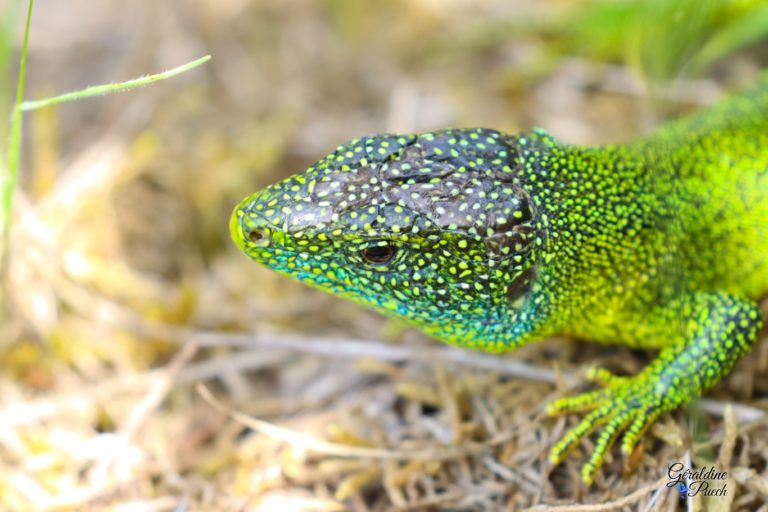 Lézard-vert-tête-femelle-Prés-Salés-Arès