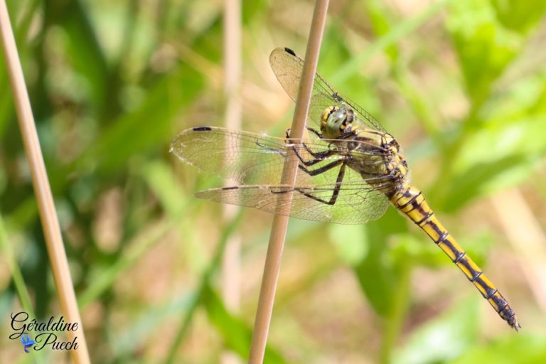 Libellule jaune V2 Parc ornithologique de Pont de Gau