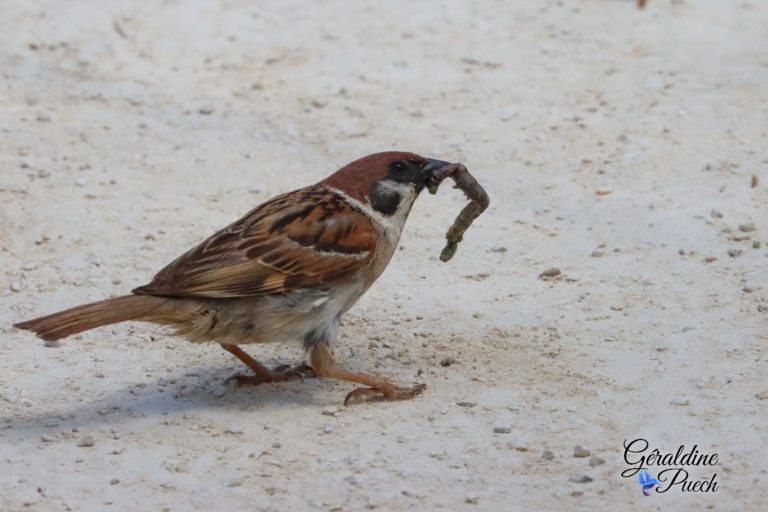 Moineau Friquet Mâle Parc ornithologique de Pont de Gau