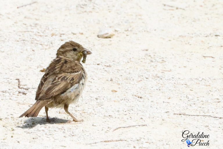 Moineau domestique Femelle Parc ornithologique de Pont de Gau