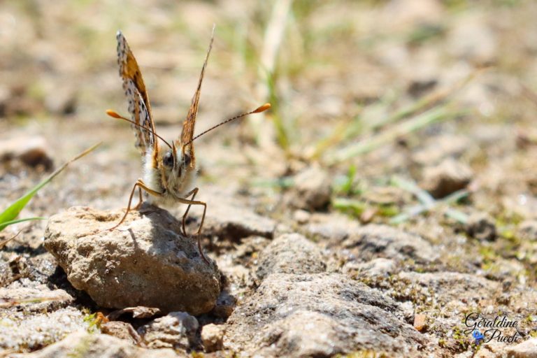 Papillon-face-Lac-dArjuzanx