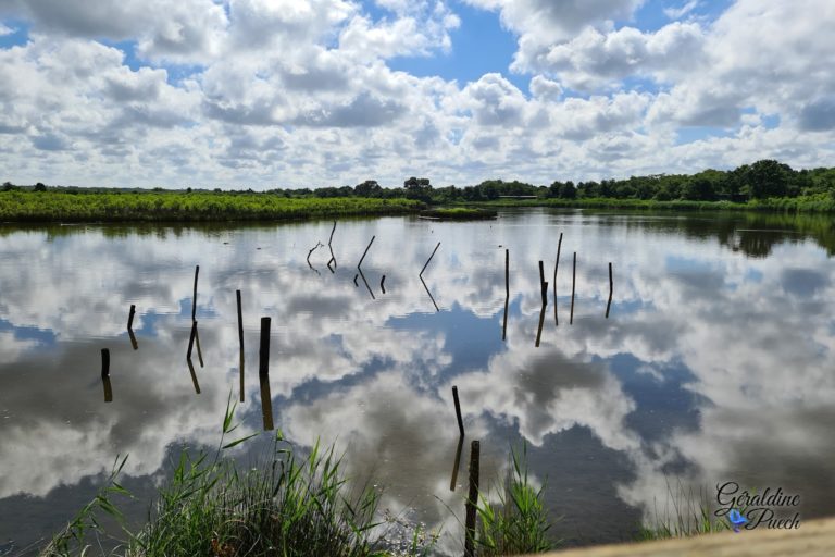 Paysage-Parc-du-Teich