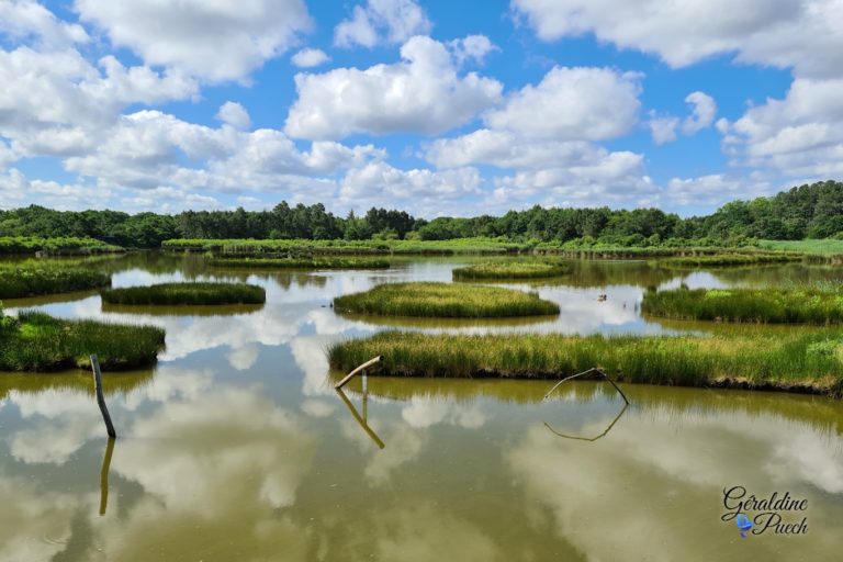 Paysage-etang-Parc-du-Teich