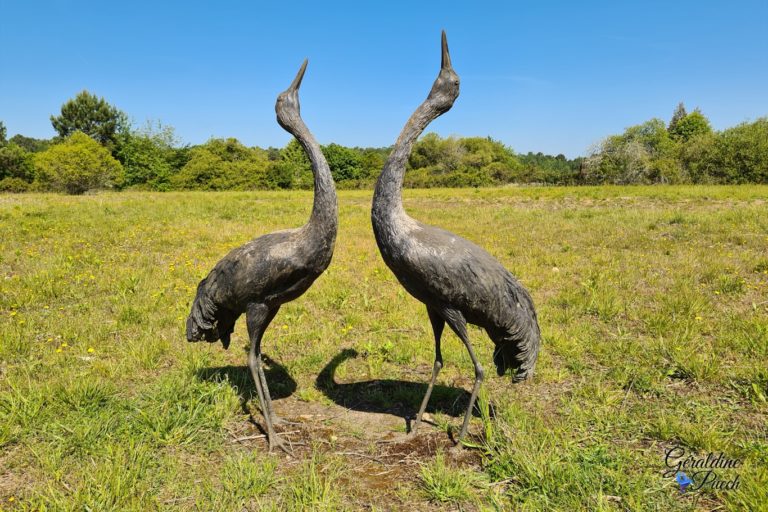 Peuple-des-Grues-Lac-dArjuzanx