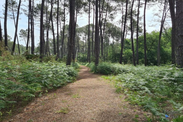 Sentier-Tourbières-de-Mées