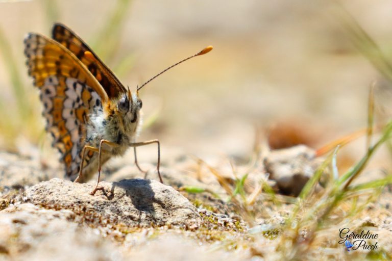 papillon-3quart-Lac-dArjuzanx