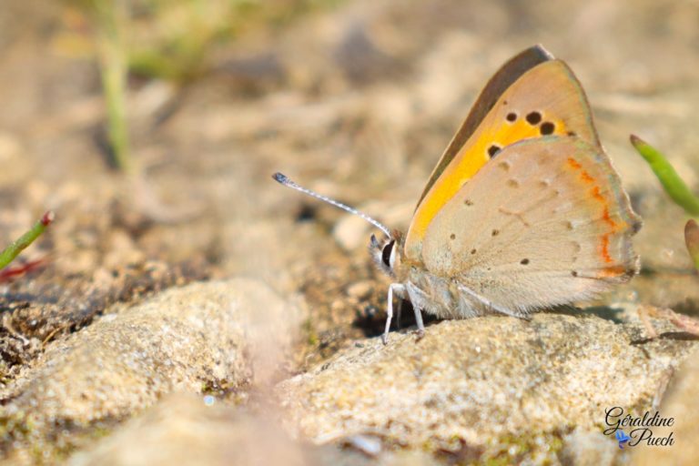 papillon-profil-Lac-dArjuzanx