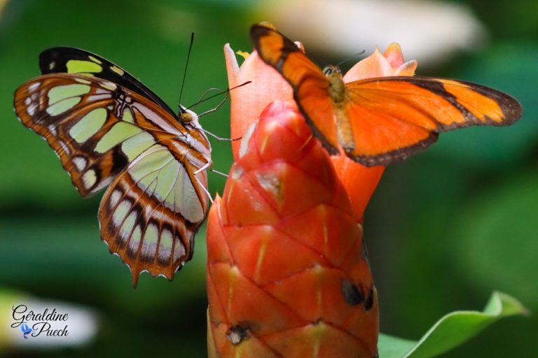 Au paradis du papillon