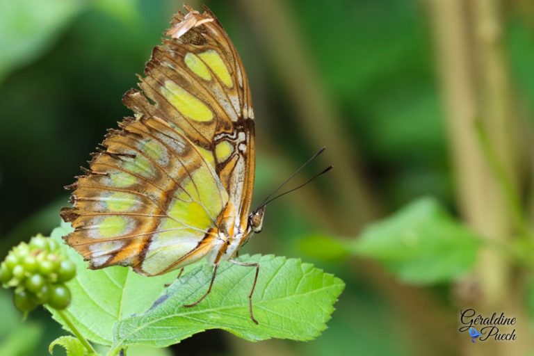 Au paradis du papillon