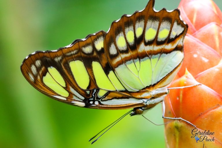 Au paradis du papillon