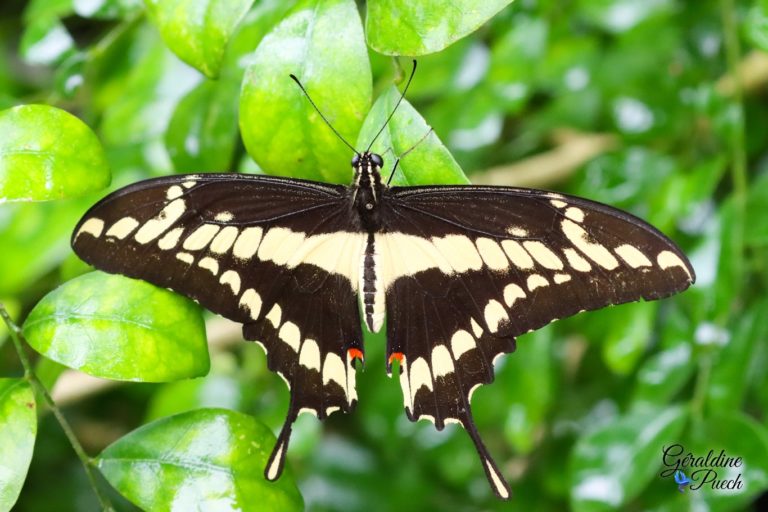 Au paradis du papillon