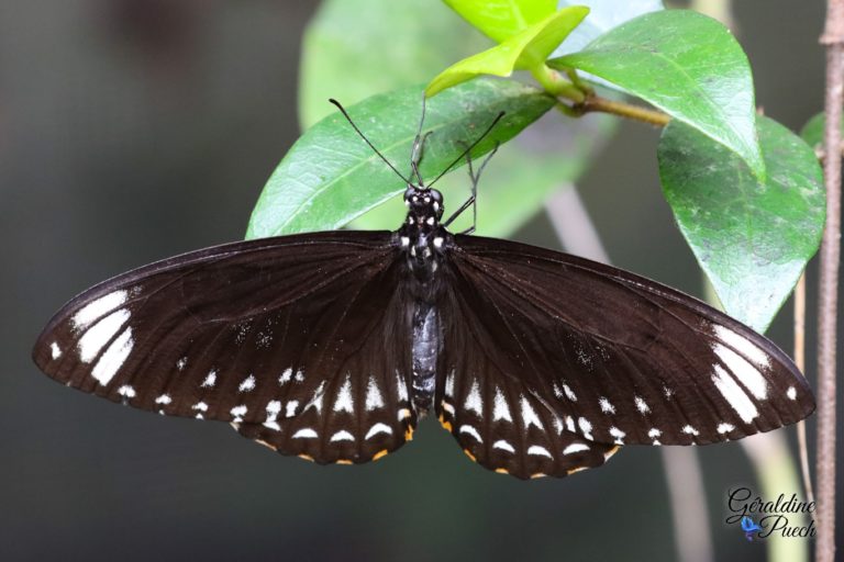 Au paradis du papillon