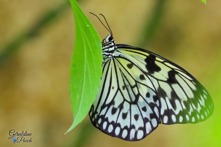 Au paradis du papillon