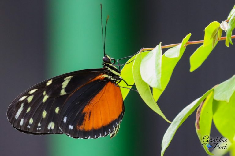 Au paradis du papillon