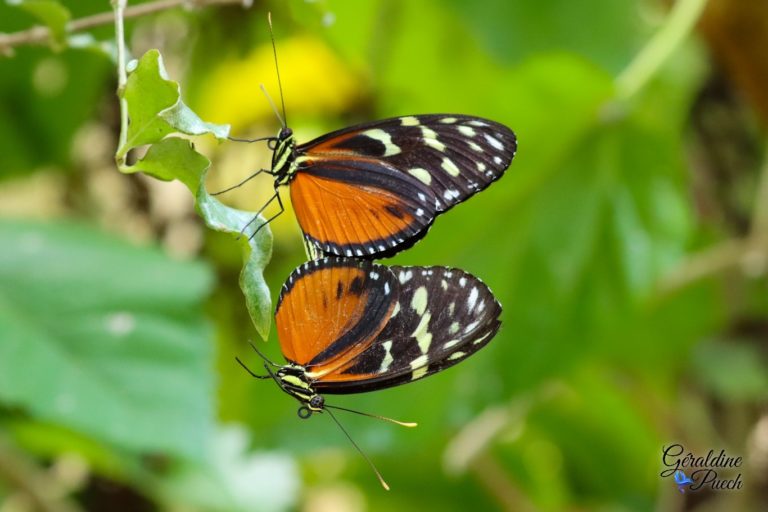 Au paradis du papillon