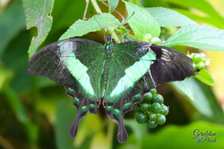 Au paradis du papillon