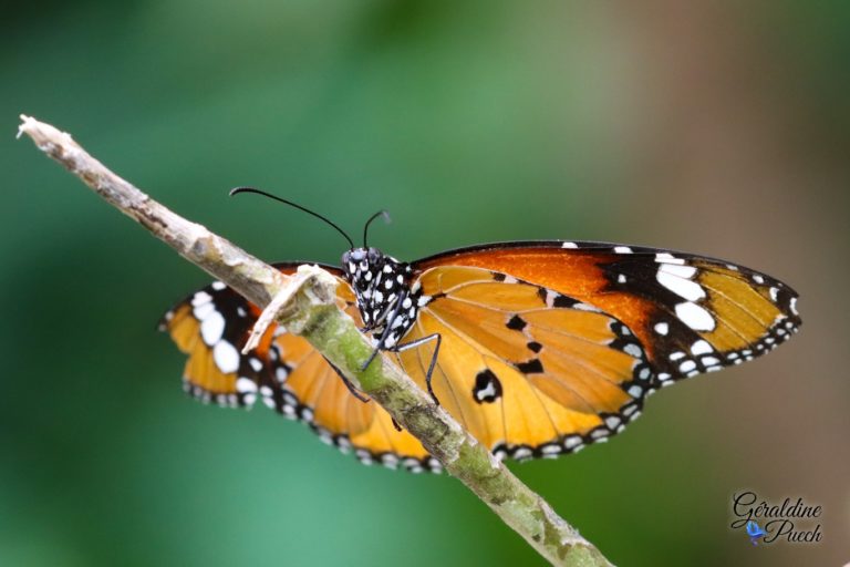 Au paradis du papillon