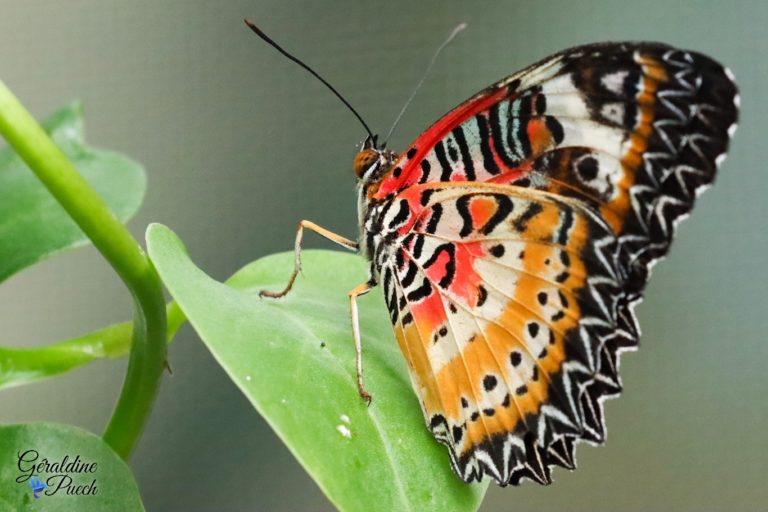 Au paradis du papillon