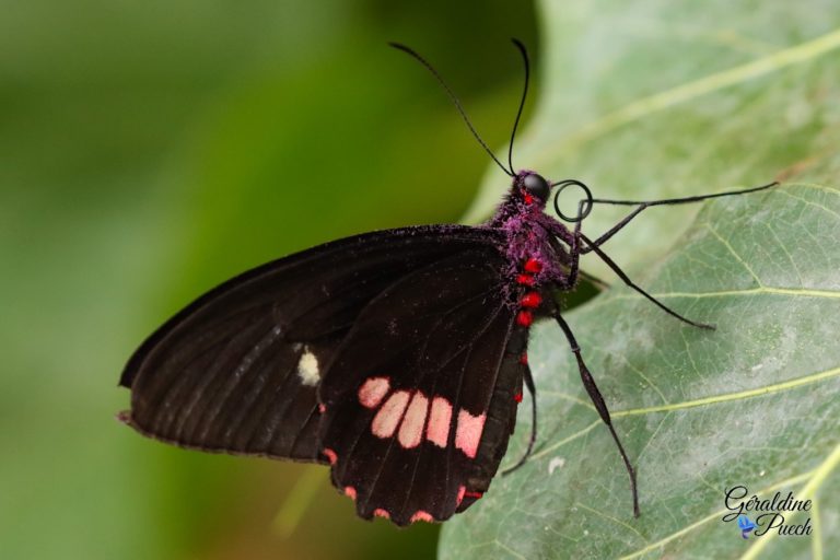 Au paradis du papillon à Sanguinet