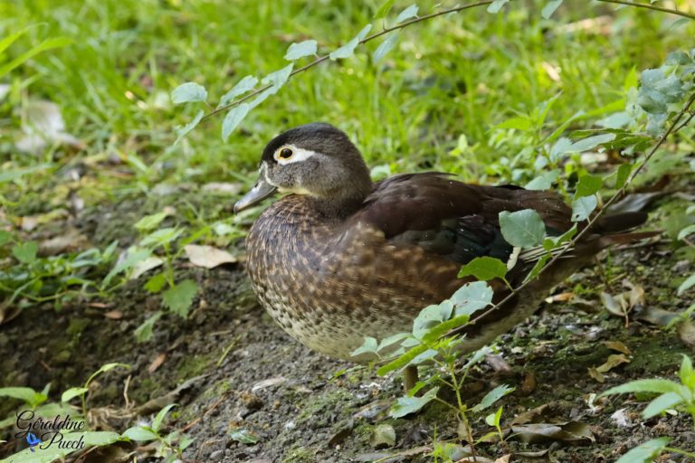 Canard Carolin femelle Les Oiseaux du Marais Poitevin