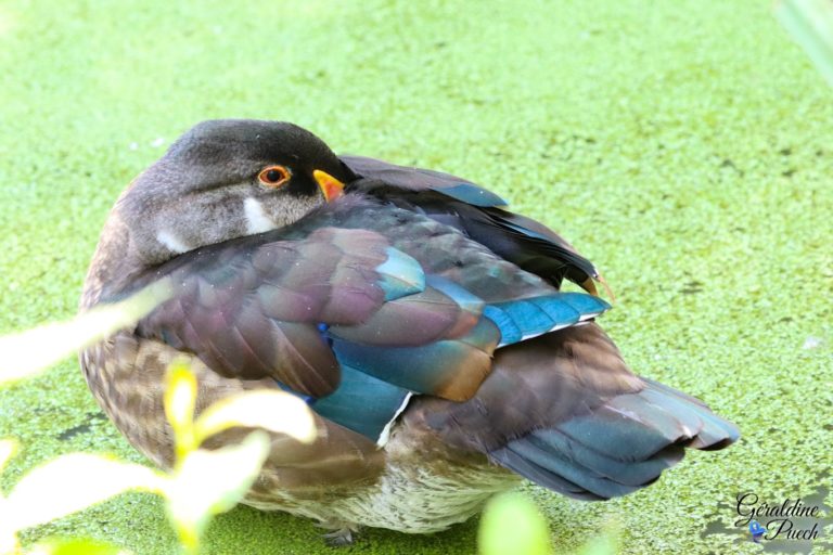 Canard Carolin mâle Les Oiseaux du Marais Poitevin