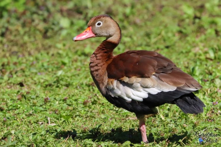 Canard siffleur Dendrocygne à ventre noir Les Oiseaux du Marais Poitevin