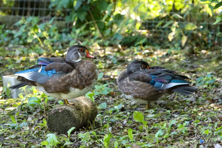 Les oiseaux du marais Poitevin