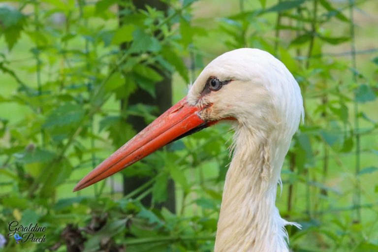 Cigogne blanche Les Oiseaux du Marais Poitevin