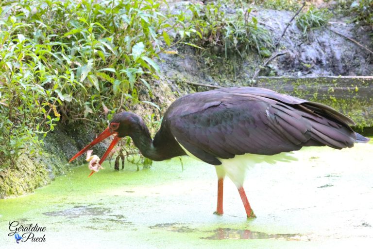 Cigogne noire Les Oiseaux du Marais Poitevin