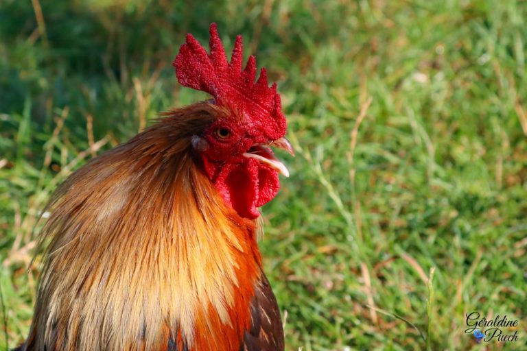 Coq Les Oiseaux du Marais Poitevin