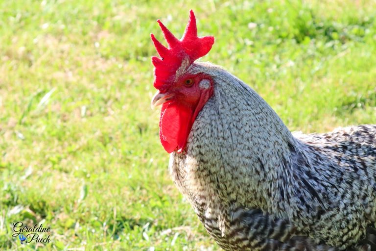 Coq contejour Les Oiseaux du Marais Poitevin