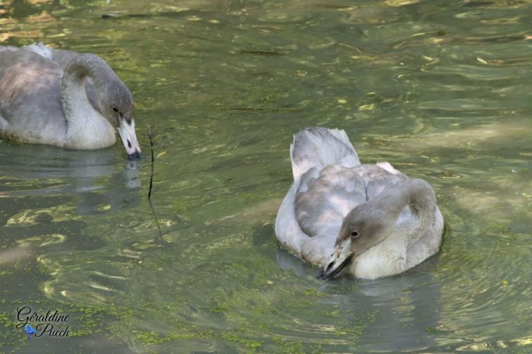 Cygnes Chanteurs juvéniles Les Oiseaux du Marais Poitevin