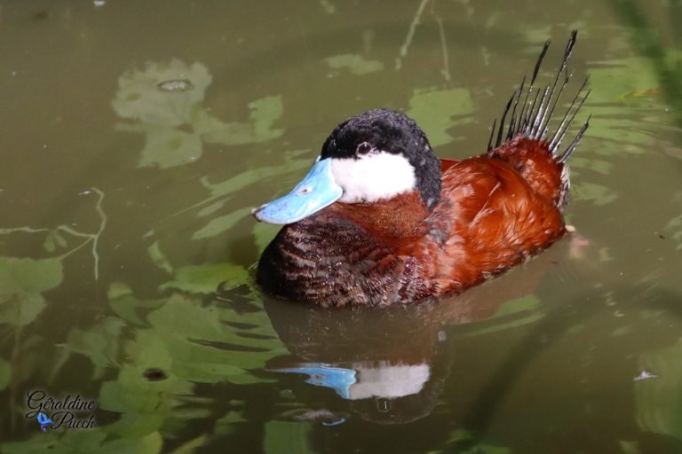 Errismature rousse mâle Les Oiseaux du Marais Poitevin