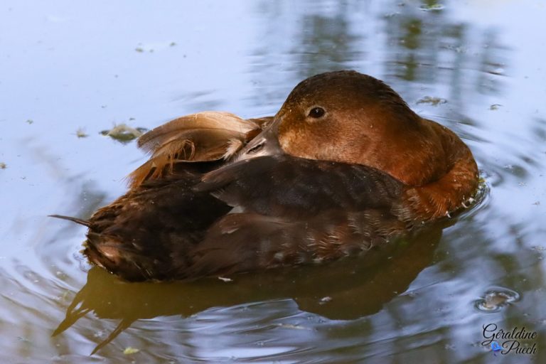 Fulicule miloin femelle Les Oiseaux du Marais Poitevin